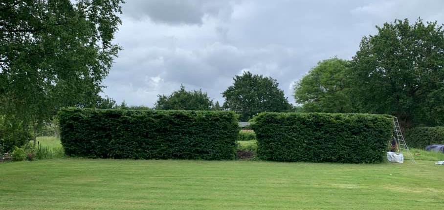 A hedge being trimmed in Kent