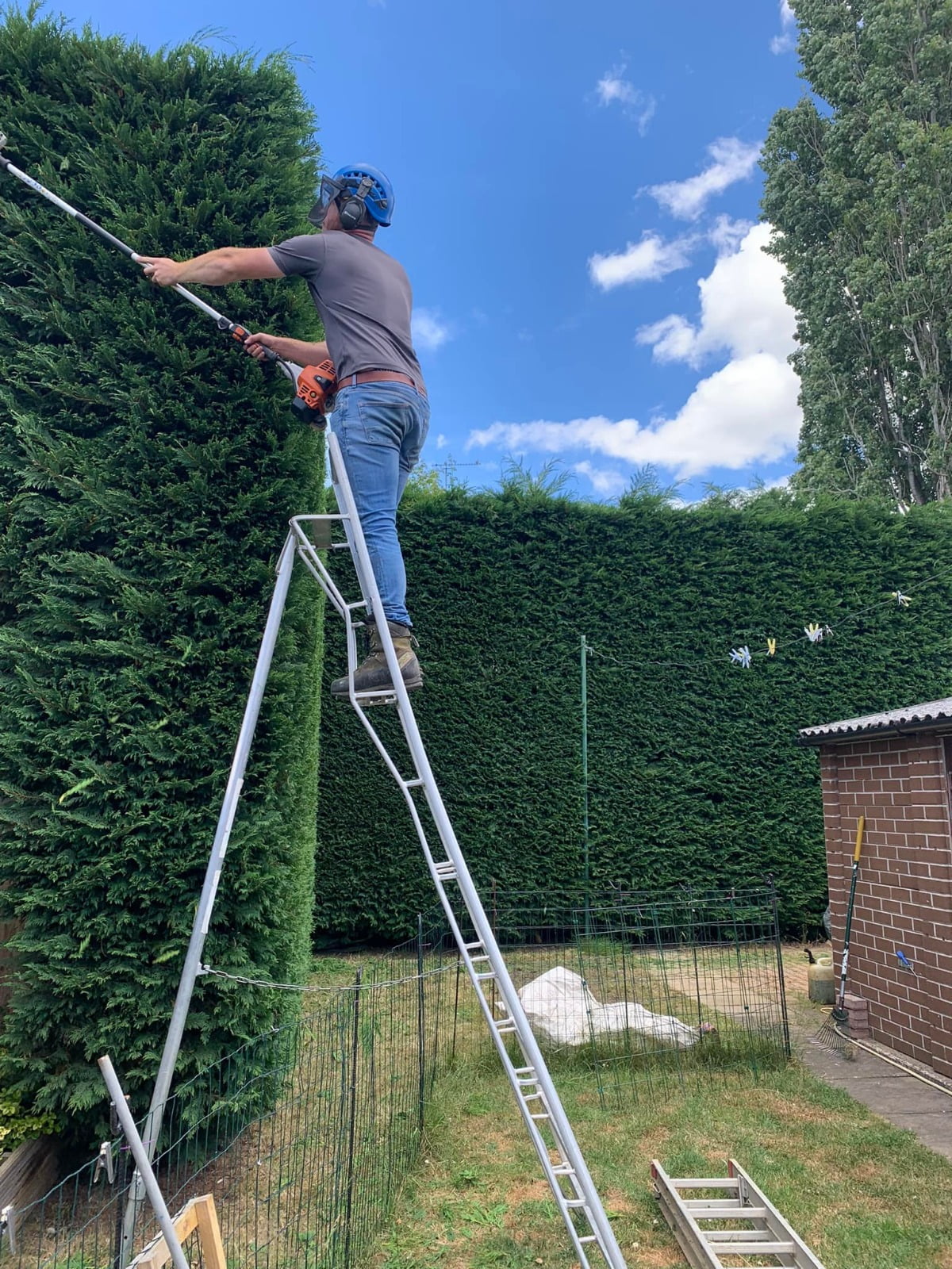Nathan from Green Growth cuts a high hedge atop a ladder in Kent