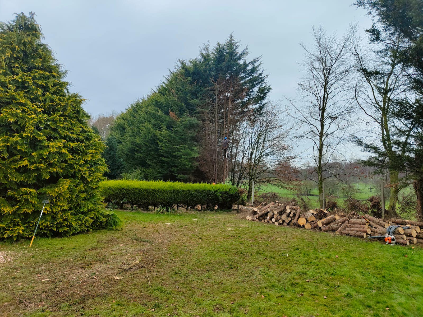 A large collection of logs from fallen trees