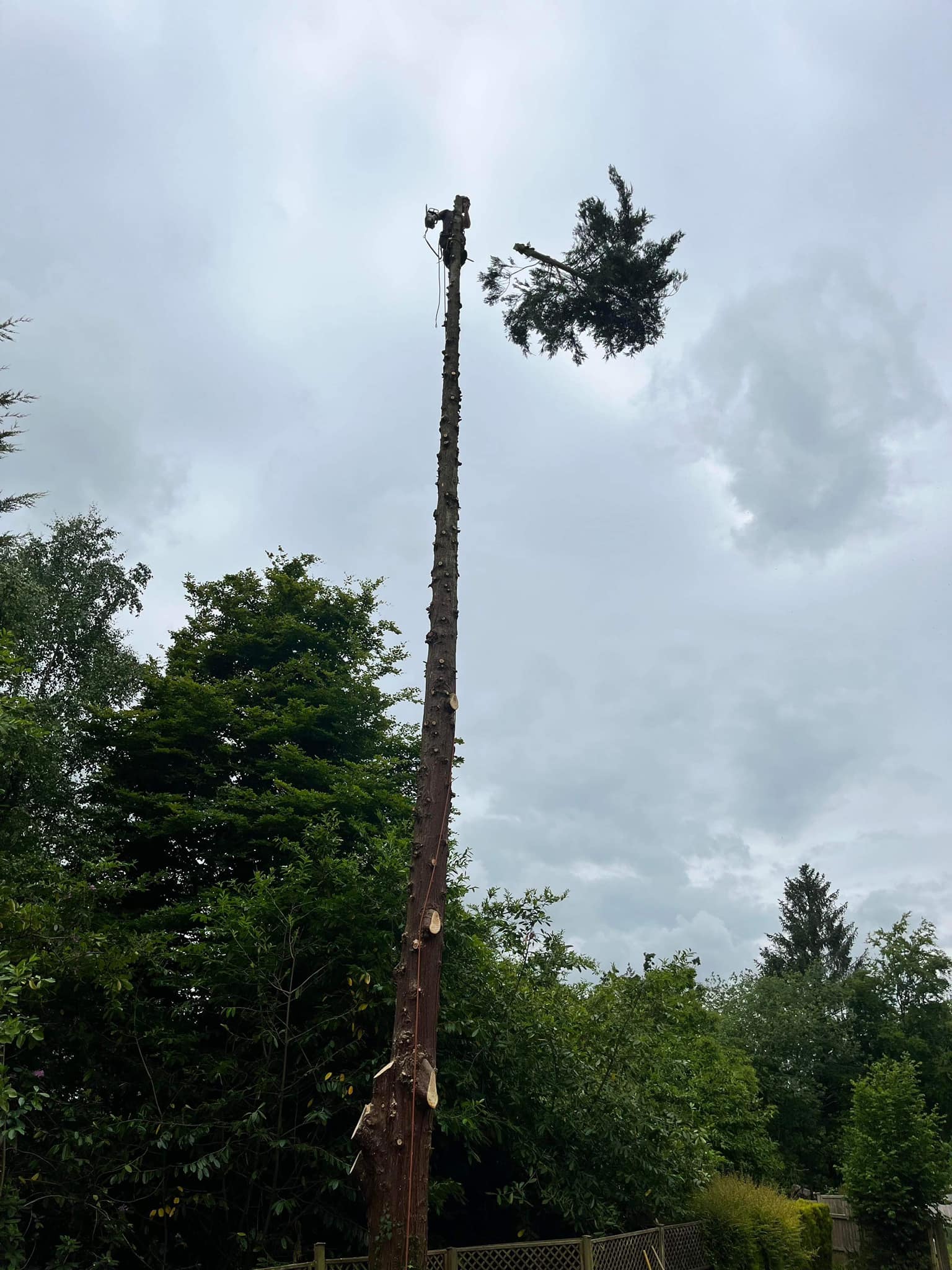 A tree surgeon cutting the top from a tall conifer after removing all branches and scaling the whole tree.