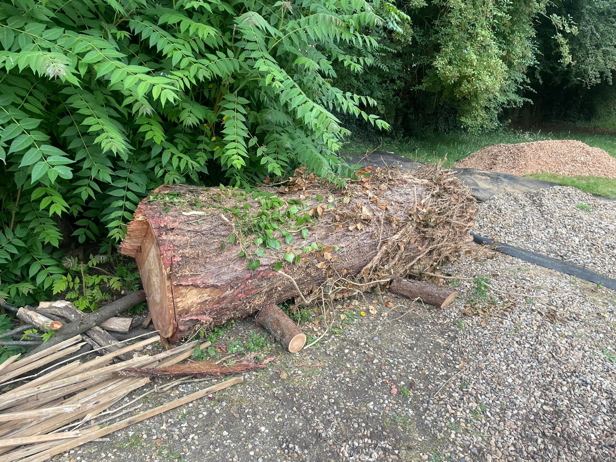 A large log from a fallen tree.