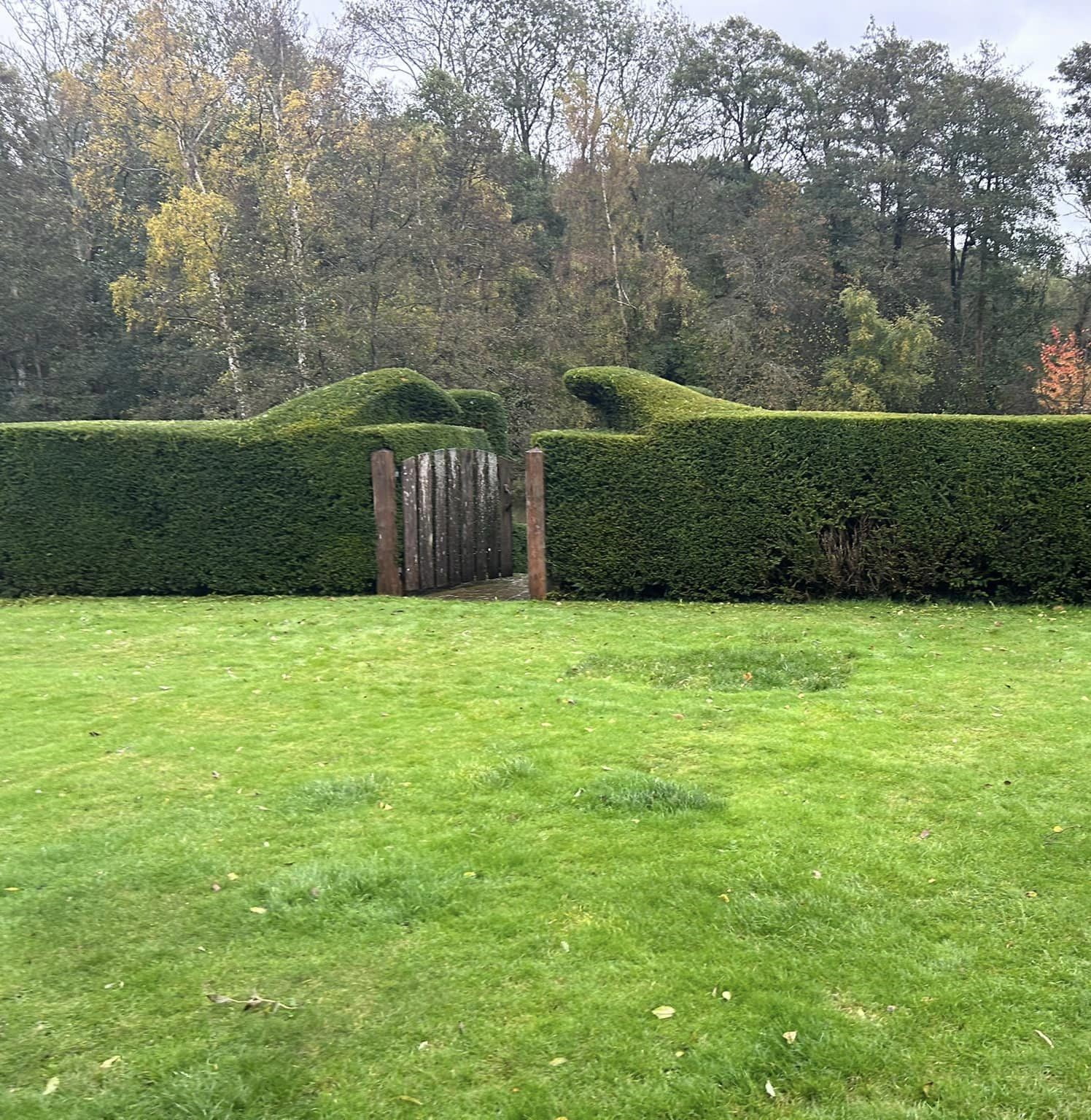 A trimmed hedge as part of garden maintenance. 
