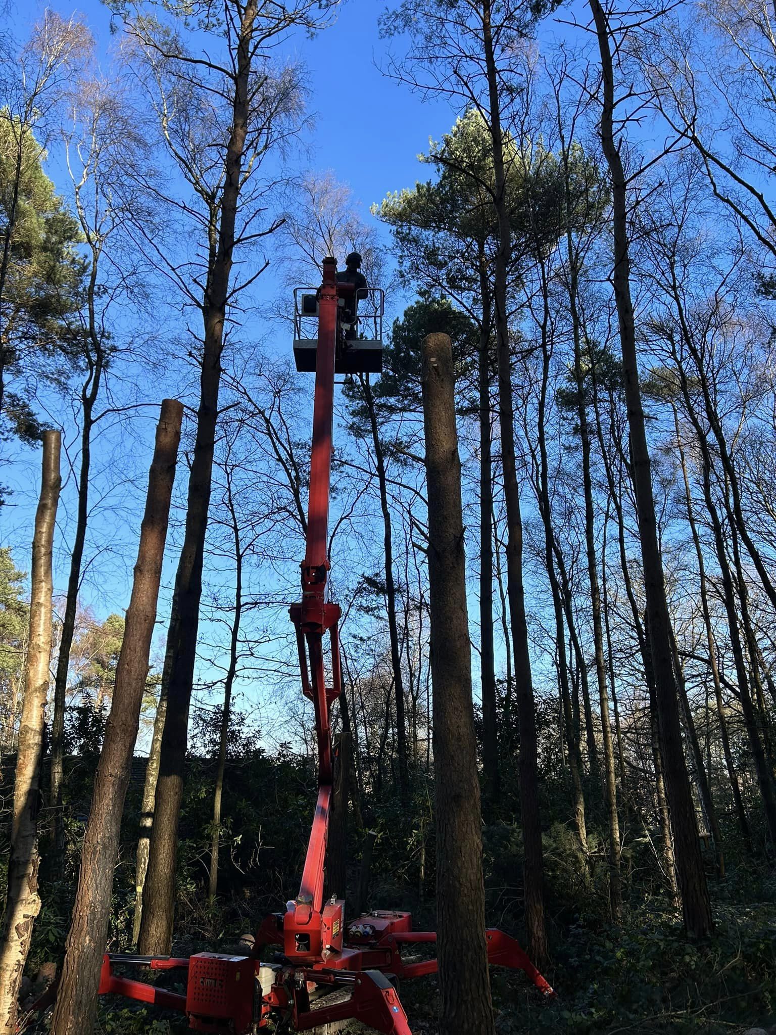 A large extendable crane or cherry picker being used by an arborist to dismantle a tree in sections.