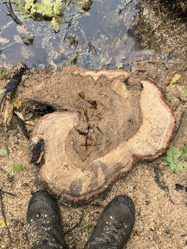 The base of a diseases tree after the whole tree has been removed.