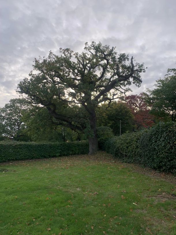 A tree surgeon tethered to a tree, chops and drops large logs from a branch he is cutting.