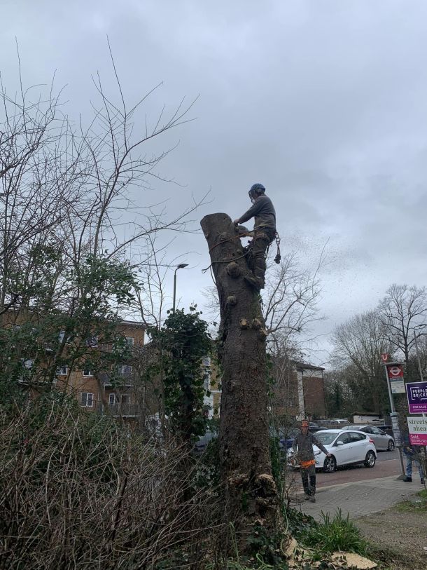 A tree being felled in sections with only the trunk remaining.