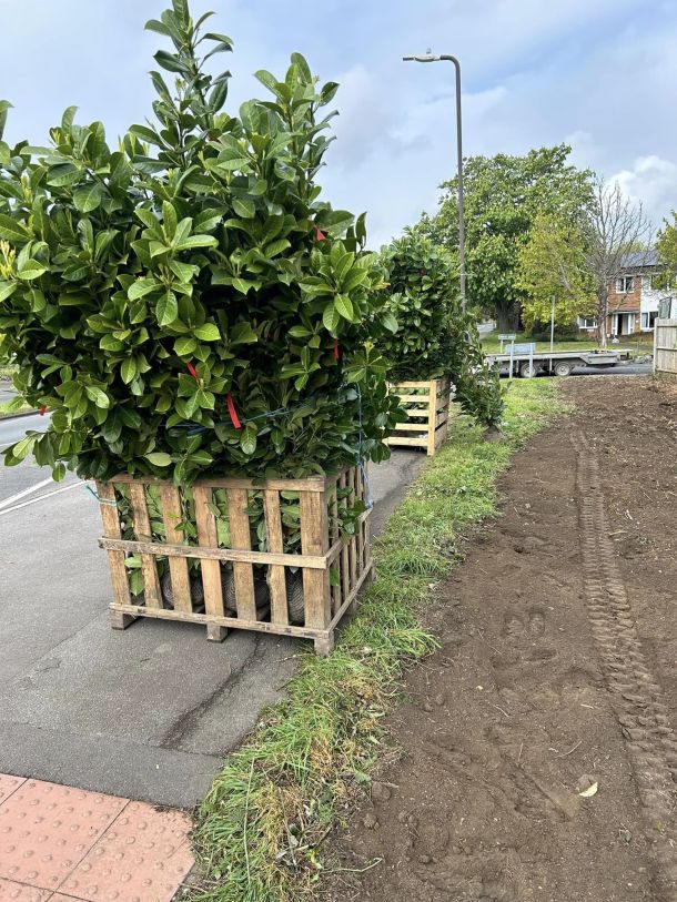Shrubs being delivered by a garden supplier.