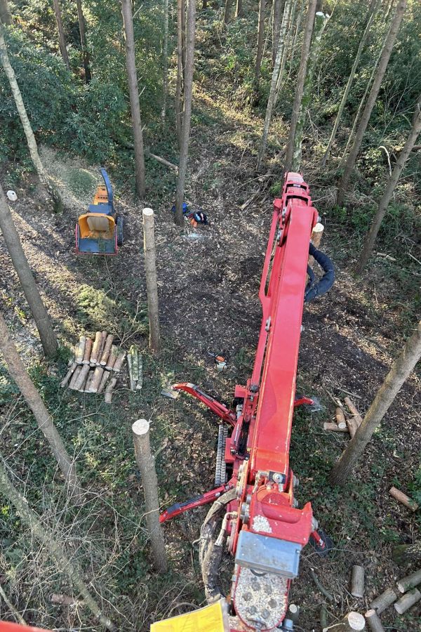 Industrial-grade lifts and machinery used as part of a tree dismantling job in Kent.