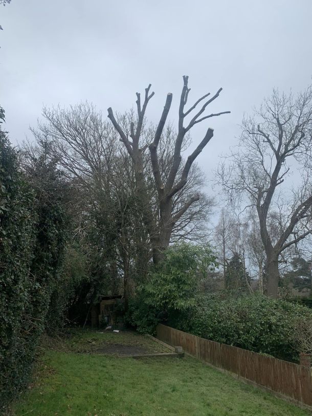 A large tree limb being supported by a crane because it was not cable braced.