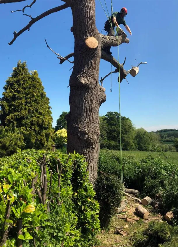 A tree surgeon tethered to a tree, chops and drops large logs from a branch he is cutting.