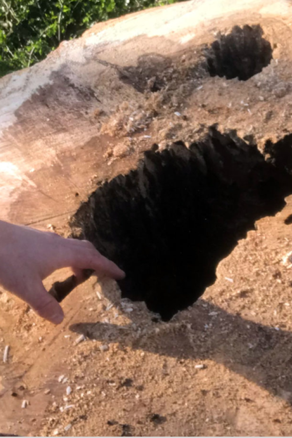 A view inside a diseased tree stump.