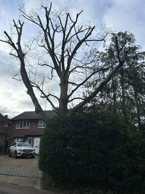 A tree surgeon tethered to a tree, chops and drops large logs from a branch he is cutting.