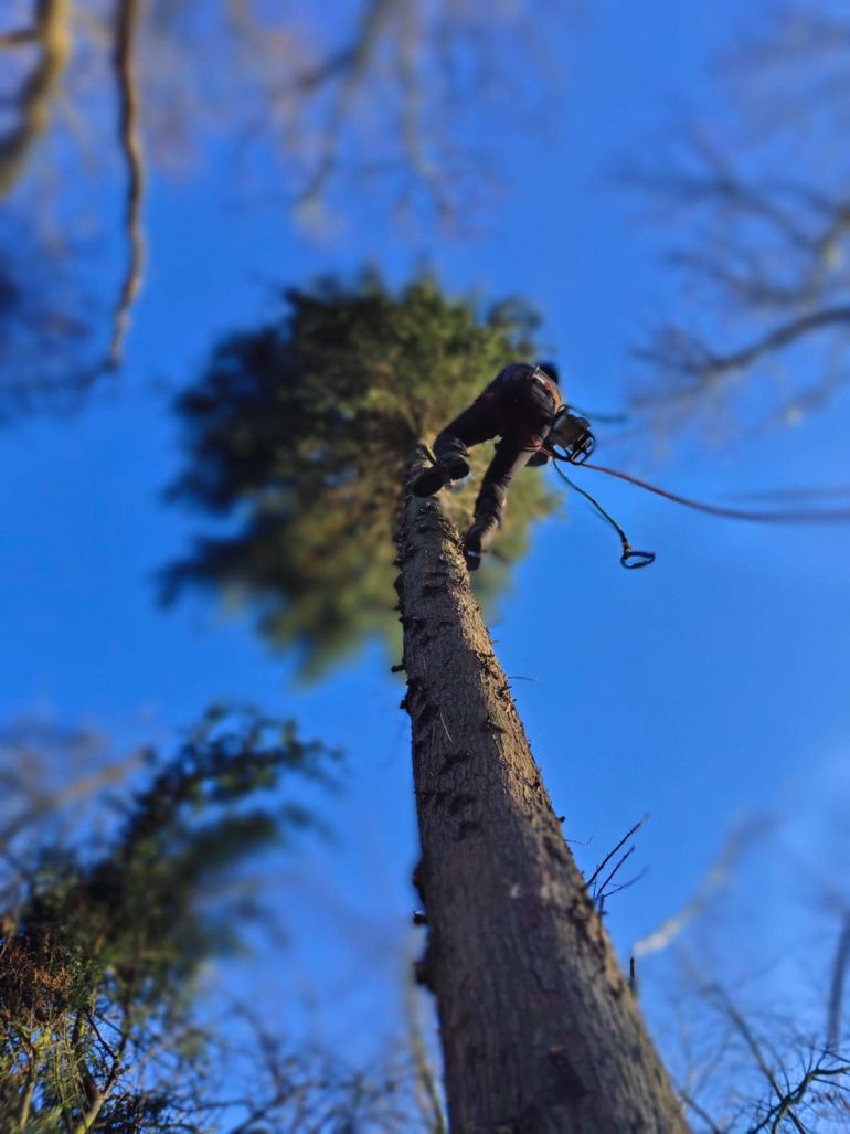 A tree surgeon scales a tree to cable brace it.