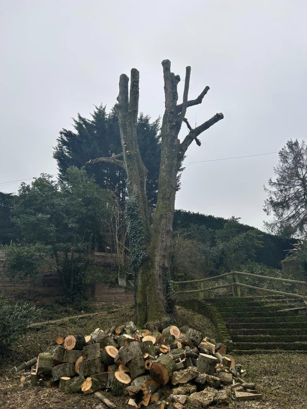A pollarded tree with a selection of logs.