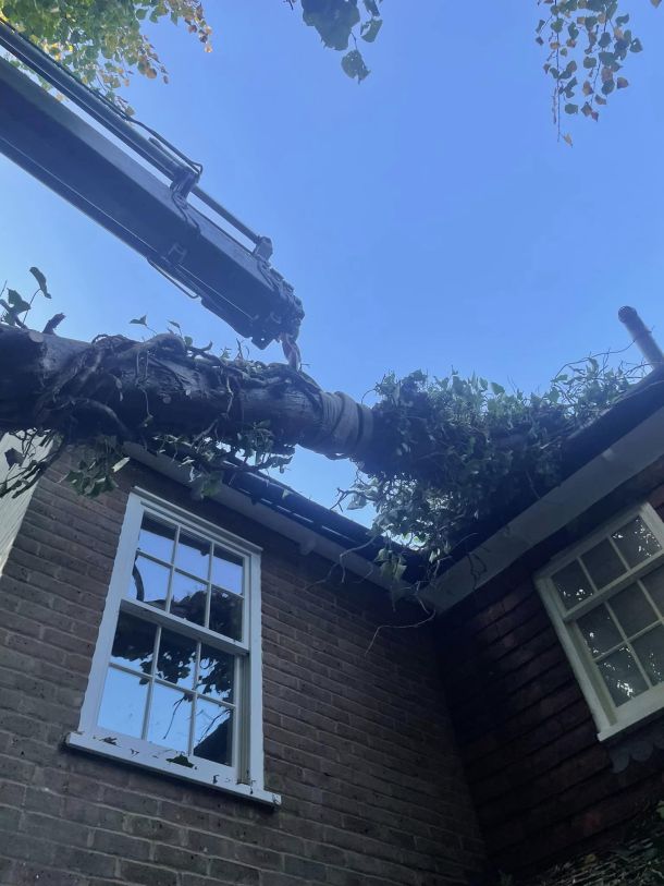 A large tree limb being supported by a crane because it was not cable braced.