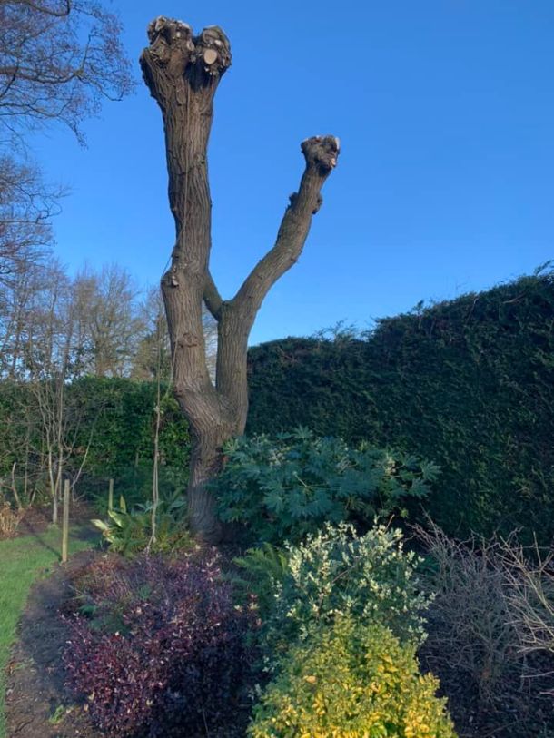A pollarded tree in an attractive back garden,