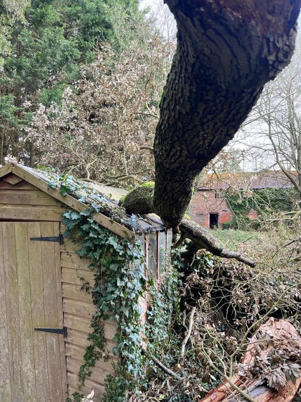 A large tree fallen on to shed following a storm.