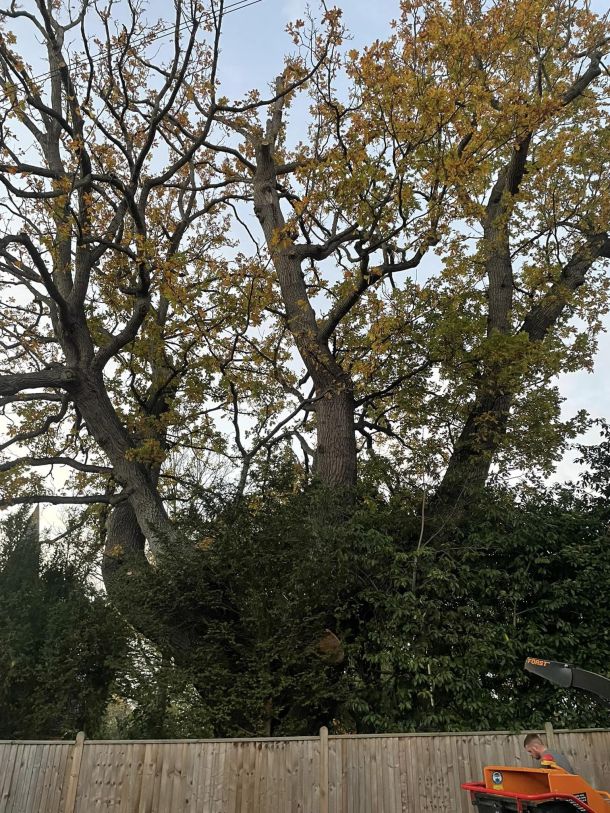 A large tree requiring dead wooding.