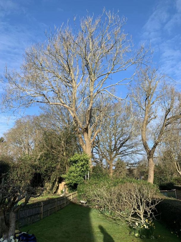 Green Growth Tree surgeon up a tree in Kent